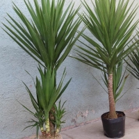 palmeira-yucca.jpg